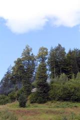 Streljanje z možnarji